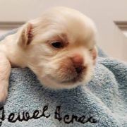 Tibetan Spaniel Puppies from Jewel Acres
