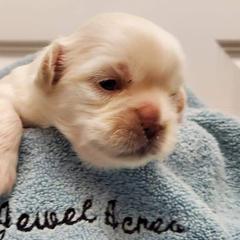 Tibetan Spaniel Puppies from Jewel Acres