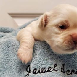 Tibetan Spaniel Puppies from Jewel Acres