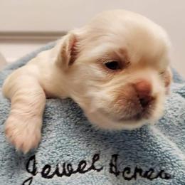 Tibetan Spaniel Puppies from Jewel Acres