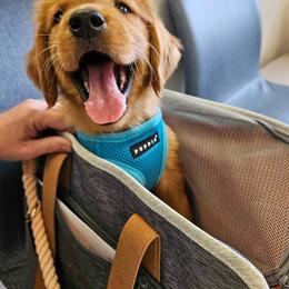 Golden Retriever Puppies from Shupe’s Sweet Southern Goldens