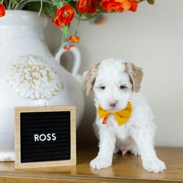 Boy 2 - Goldendoodle puppy in Riverton, Utah from Utah Doodlebug
