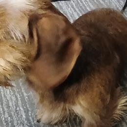 Dachshunds from Kika and Lollies Pups