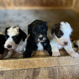 Springerdoodles from Grit & Grace Kennels