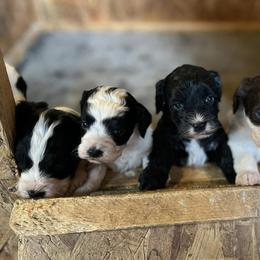 Springerdoodles from Grit & Grace Kennels