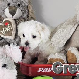 Grey Collar Girl - White female Maltese puppy in Guyton, Georgia from Fluff Town Puppies