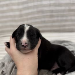 Colt - Black tri male Miniature Australian Shepherd puppy in Queen Creek, Arizona from Arizona Aussies
