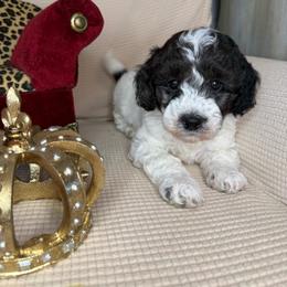 Hamilton - Parti male Goldendoodle puppy in Sheridan, Arkansas from Arkie Doodles