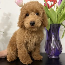 Austin Majestic Junior - Red  Poodle puppy in Berrien Springs, Michigan from Michigan Mini & Toy Red Poodles