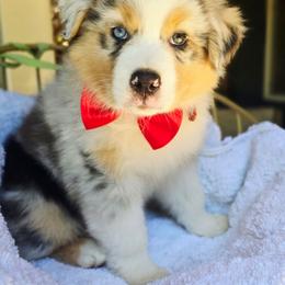 Please read the description - Blue merle male Australian Shepherd puppy in Georgetown, California from Foothill Aussies