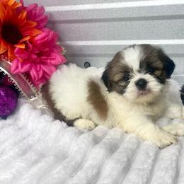 Honey - Red and white female Shih Tzu puppy in Elgin, South Carolina from Silver Bells Paw Prints