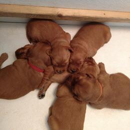 Golden Retriever Puppies from Nelson Retrievers