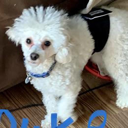 Duke - Poodle