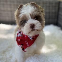 Dapper - Chocolate, tan and white male Yorkshire Terrier puppy in Hardin, Texas from Katrinas puppies