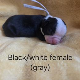 Gray Girl - Black and white female Boston Terrier puppy in Goodview, Virginia from Precious Bostie's