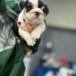 18 line champion Sadie - Black tri-color female Bulldog puppy in Seattle, Washington from mama Myra bulldogs