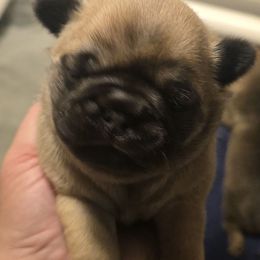 Marvin - Fawn male Pug puppy in Boiling Springs, South Carolina from Monsterpugs