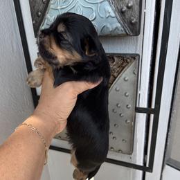 Yorkshire Terrier Puppies from XOXO YORKIES