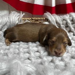 Bourbon - Cream male Dachshund puppy in Fayetteville, West Virginia from Loop Creek Dachshunds