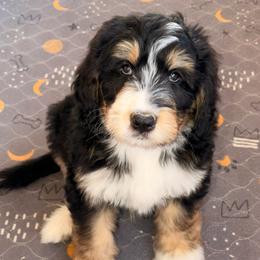 Confetti - Tri-color male Bernedoodle puppy in Beecher, Illinois from Erica’s Doodles
