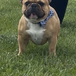 Fynn - French Bulldog