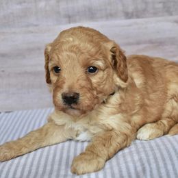 Goldendoodle Puppies from Doodle Doodle Dogs