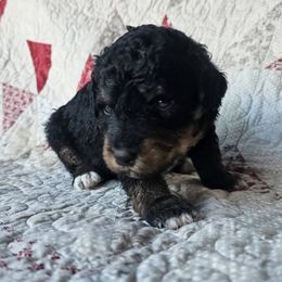 Bernedoodle Puppies from Joyful Pastures Homestead