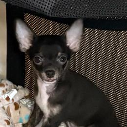 Boy 3-Tucker - Black and tan male Chihuahua puppy in Scranton, Pennsylvania from Grammy Farm