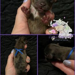 Blue - Blue merle male Pomeranian puppy in Terre Haute, Indiana from Divine Inspired Poms