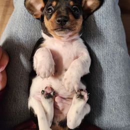 Dash - Piebald male Dachshund puppy in Cedarcreek, Missouri from Cedarcreek Dachshunds