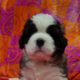 Girl 1 - Brown and white Saint Bernard puppy in Brandon, South Dakota from Split Rock Saints