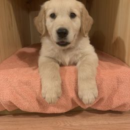 Golden Retriever Puppies from 3 Gun Retrievers