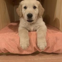 Golden Retriever Puppies from 3 Gun Retrievers