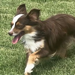 Miniature Australian Shepherds and Toy Australian Shepherds from R & W Aussies