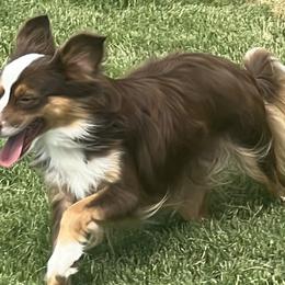 Miniature Australian Shepherds and Toy Australian Shepherds from R & W Aussies