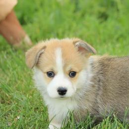 Blaze - Sable male Pembroke Welsh Corgi puppy in Williams, California from Bear Creek Corgis