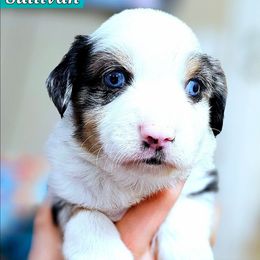 Sullivan - Blue merle male Miniature Australian Shepherd puppy in Punta Gorda, Florida from Christie's Creekside Aussies