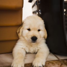 Golden Retriever Puppies from Honeysweet Goldens