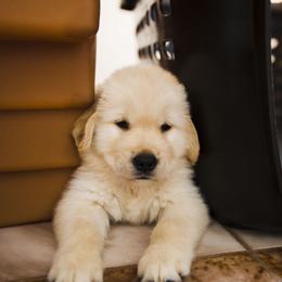 Golden Retriever Puppies from Honeysweet Goldens