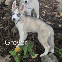 Grover - Agouti and white male Siberian Husky puppy in Stanhope, New Jersey from Shimmermint Siberians