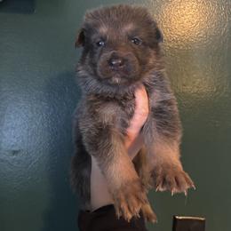 Boss - Blue male German Shepherd puppy in Watervliet, Michigan from M&M Shepherd Farms