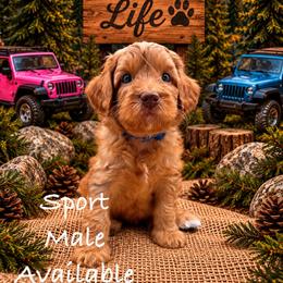 Sport - Red male Australian Labradoodle puppy in Eastover, North Carolina from Joyful Hearts Australian Labradoodles