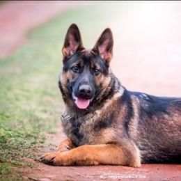 Ali - German Shepherd