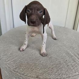 Black Boy - Liver and white male German Shorthaired Pointer puppy in Nampa, Idaho from Heart Mountain Cavaliers & Floating Feathers Kennel
