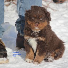 Kenobi - Red tri-color male Miniature American Shepherd puppy in Hillsdale, Michigan from Faithwalk Aussies and Mini American Shepherds