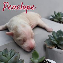 Penelope - Wheaten female Miniature Schnauzer puppy in Clemmons, North Carolina from Schnauzer Snobs