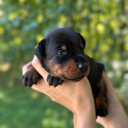 Black girl -yellow color - Black and rust female Doberman Pinscher puppy in Old Bridge, New Jersey from Wizard Ost Revolution kennel