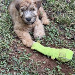 Puppies are named after FIFA players - Wheaten male Soft Coated Wheaten Terrier puppy in Gainesville, Virginia from Cross the Rubicon KBT & Trebol SCWT