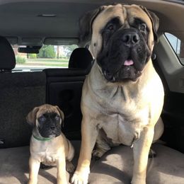 Bullmastiffs from Tamar's Bullmastiffs (with Boundless Bullmastiffs)