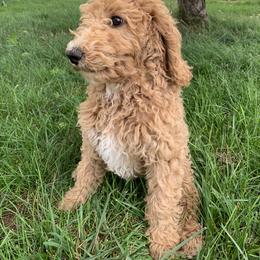 Poodle Puppies from Rocky Mountain Poodles